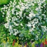 Мечта художника Белые розы- гобеленовое панно